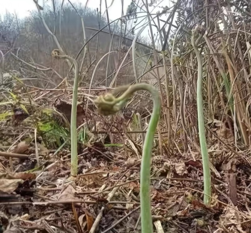 蕨菜