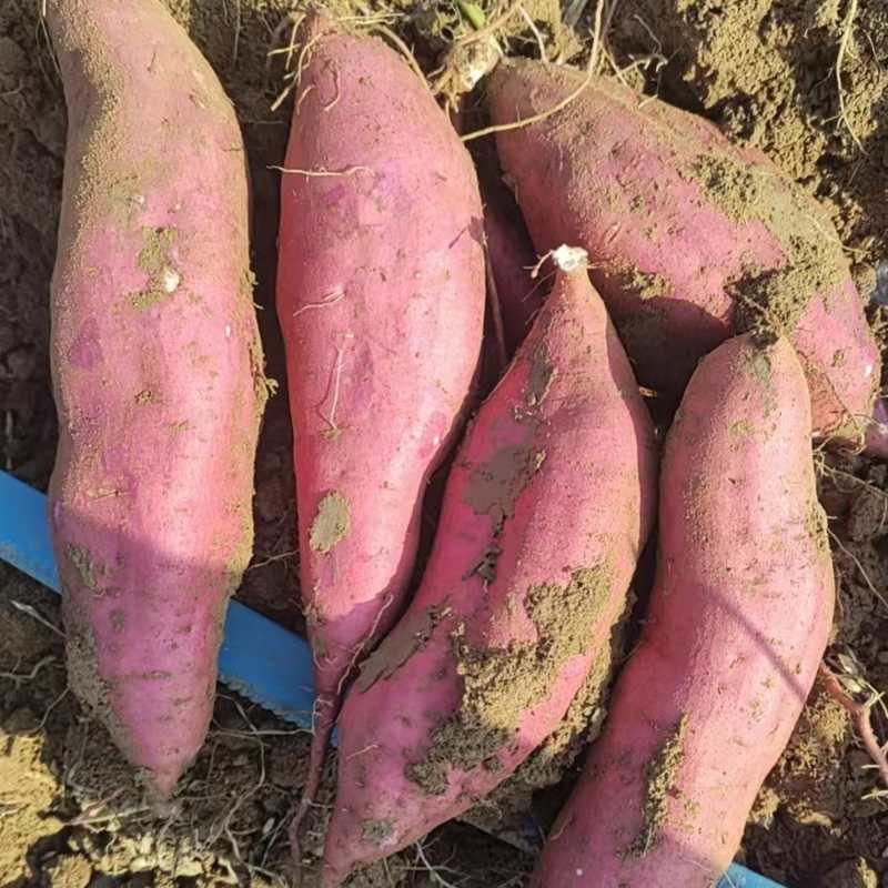 河南商薯19基地直发承接各种市场