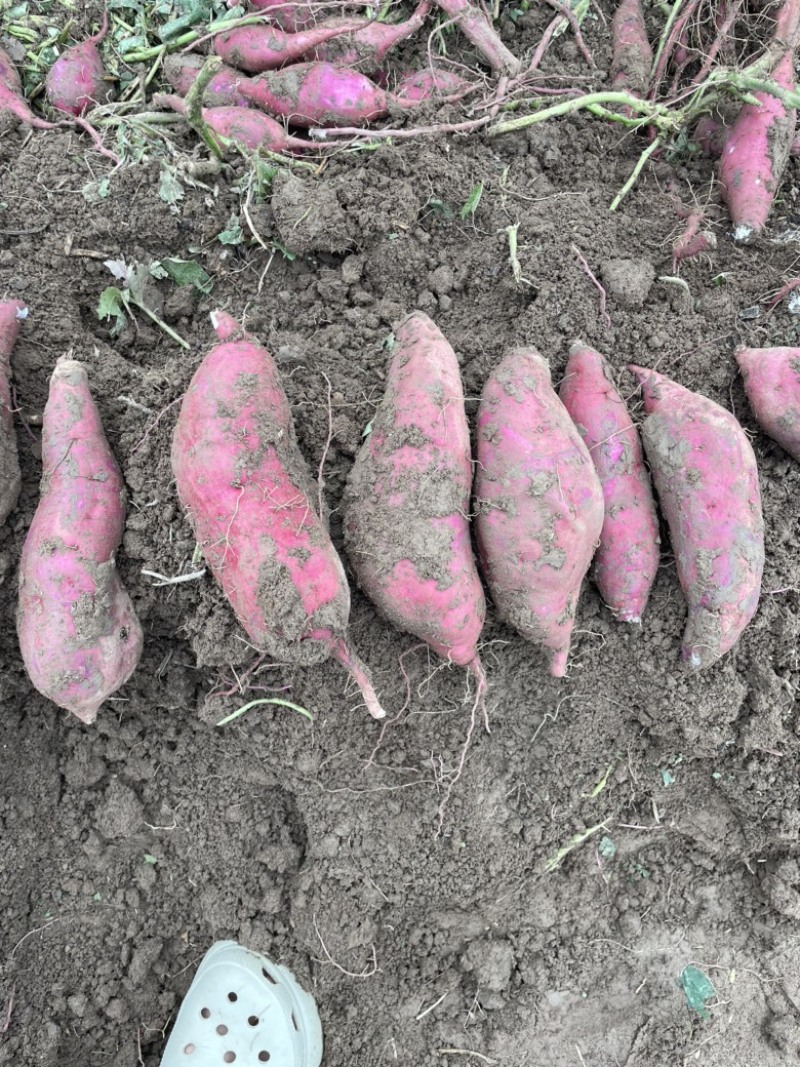 河南商薯19基地直发承接各种市场