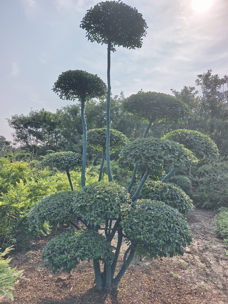 小叶女贞造型树价格优惠了