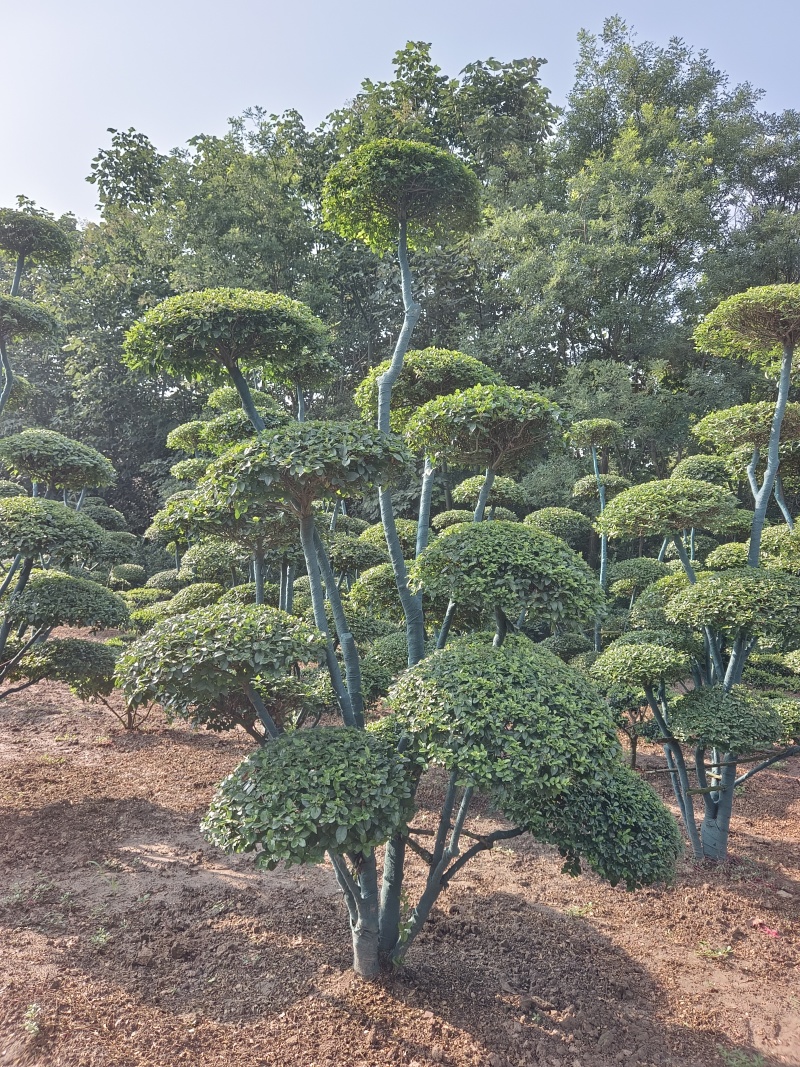 小叶女贞造型树价格优惠了