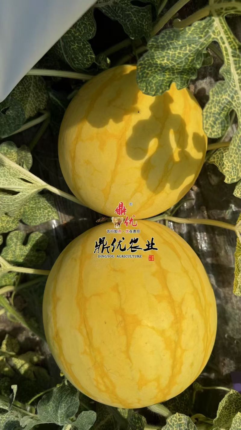 黄皮麒麟西瓜种子夏之悦，耐裂果铁皮麒麟西瓜