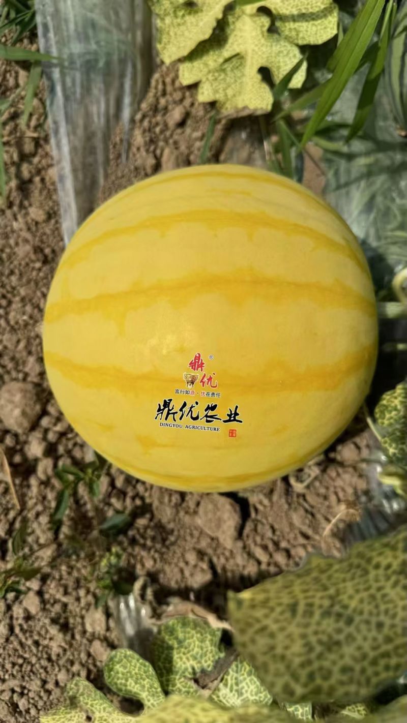 黄皮麒麟西瓜种子夏之悦，耐裂果铁皮麒麟西瓜