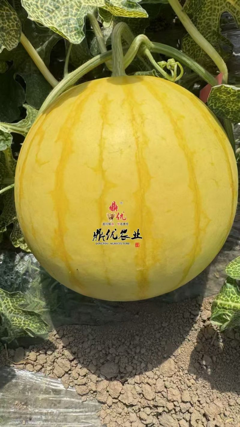 黄皮麒麟西瓜种子夏之悦，耐裂果铁皮麒麟西瓜