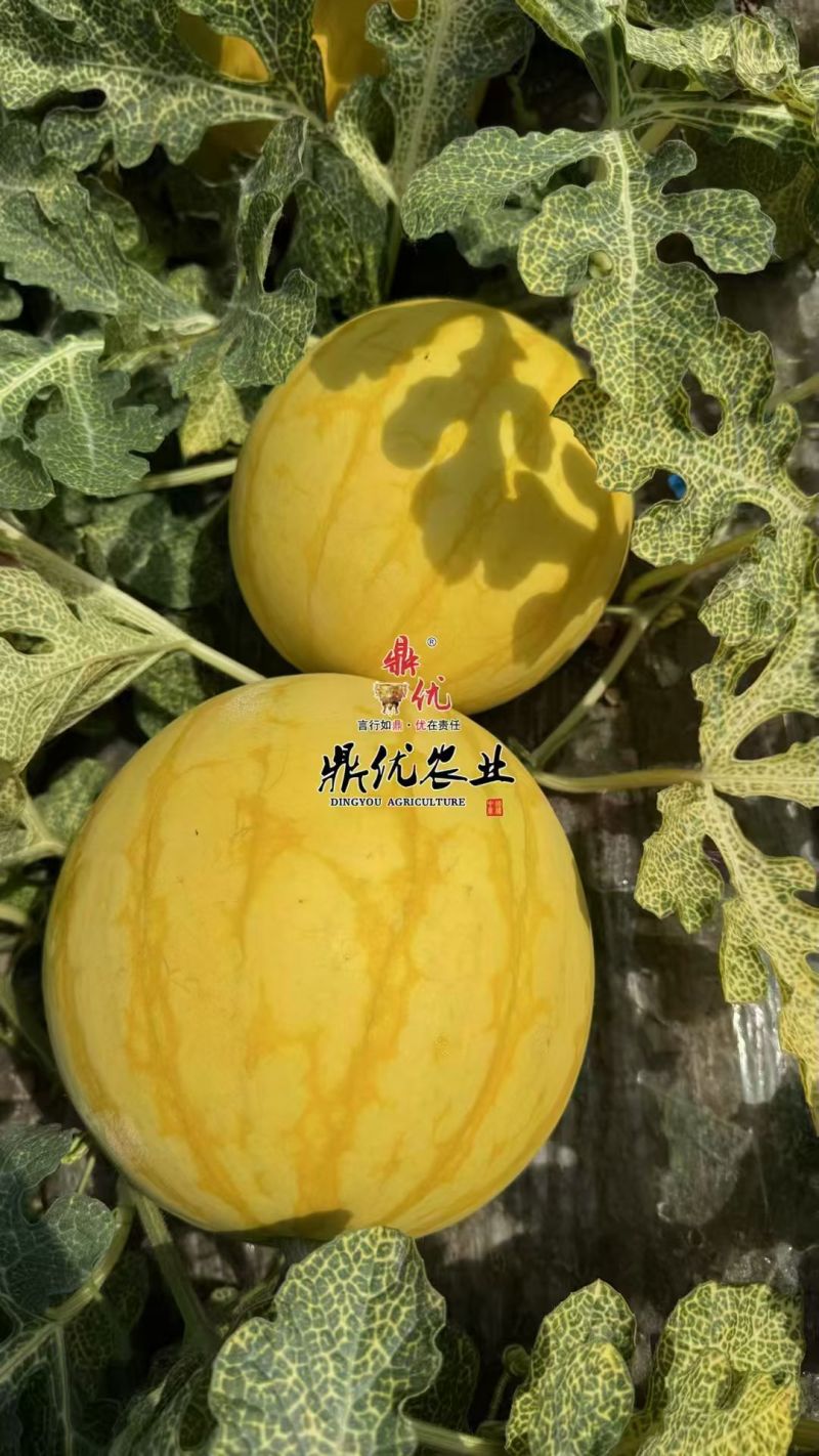 黄皮麒麟西瓜种子夏之悦，耐裂果铁皮麒麟西瓜