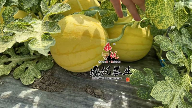 黄皮麒麟西瓜种子夏之悦，耐裂果铁皮麒麟西瓜