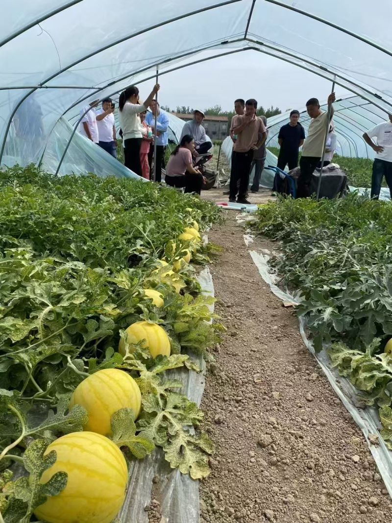 黄皮麒麟西瓜种子夏之悦，耐裂果铁皮麒麟西瓜