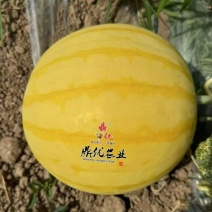 黄皮麒麟西瓜种子夏之悦，耐裂果铁皮麒麟西瓜