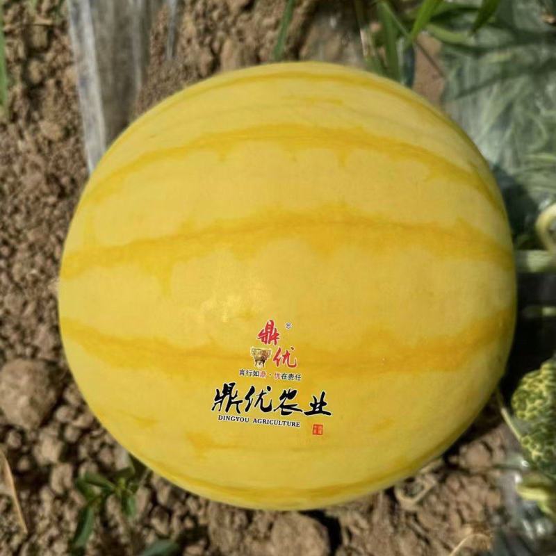 黄皮麒麟西瓜种子夏之悦，耐裂果铁皮麒麟西瓜