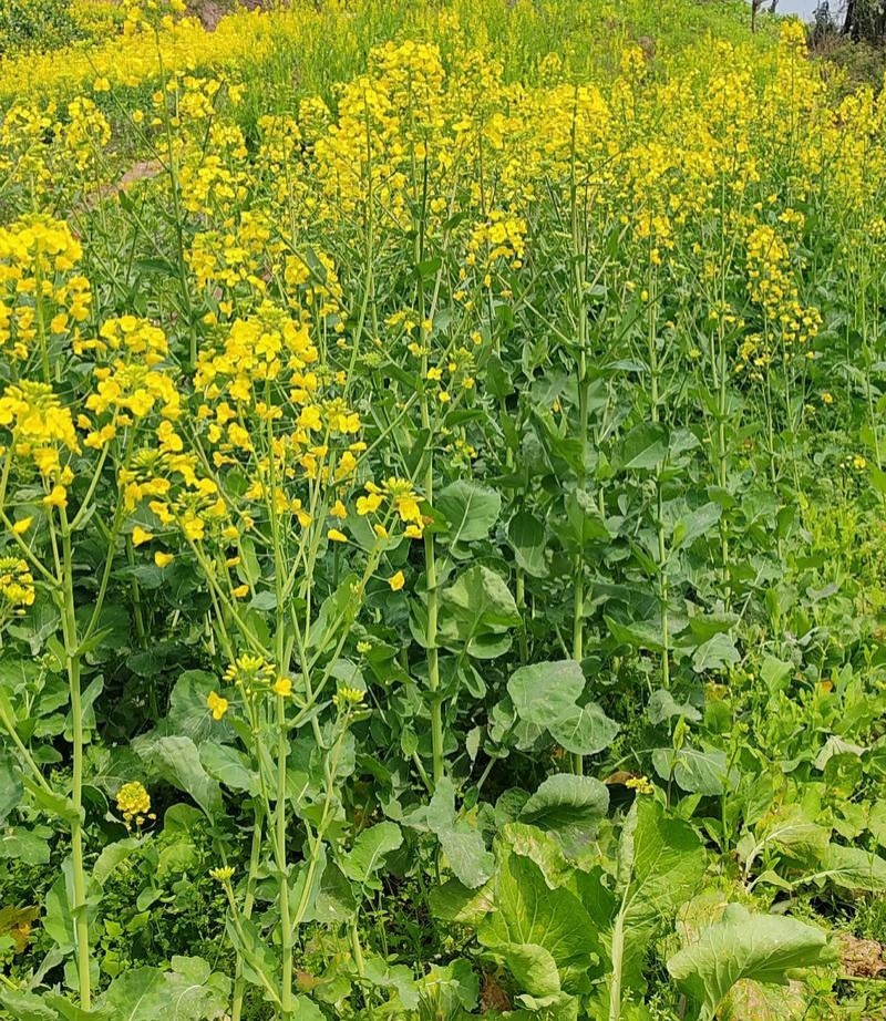 陕油1309油菜种子高产高油矮杆抗病抗倒伏机收秋季播种