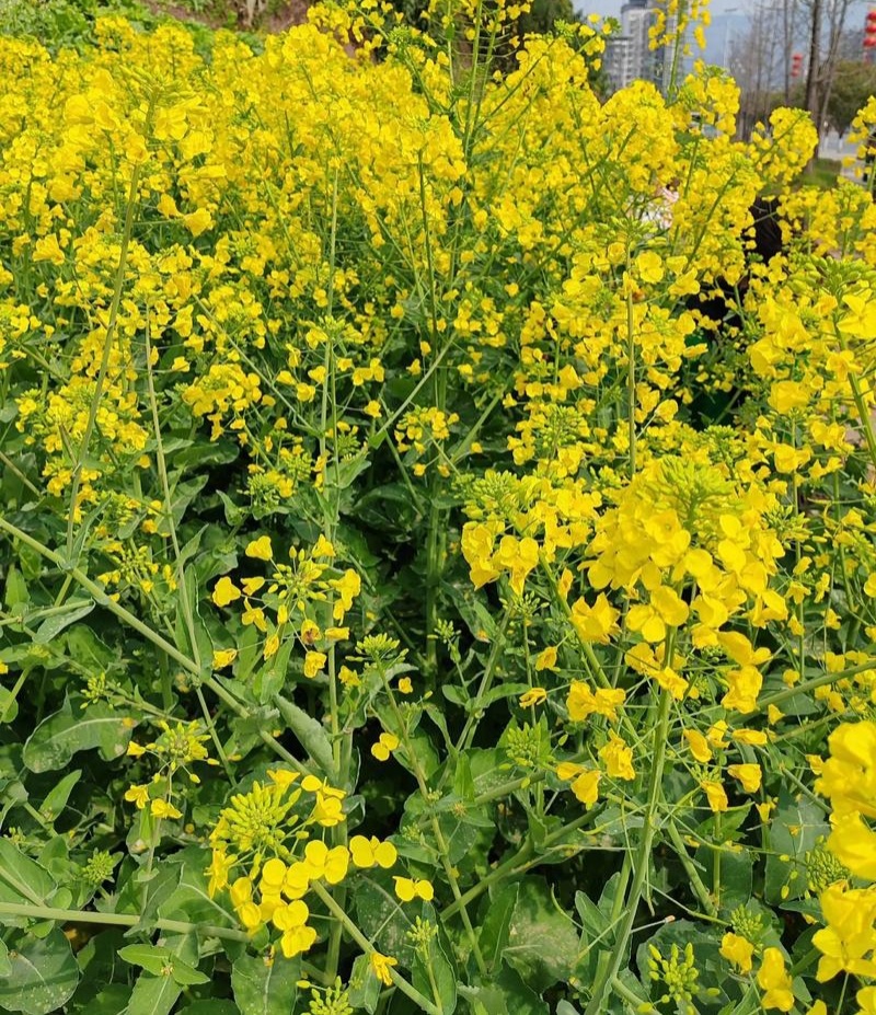 陕油1309油菜种子高产高油矮杆抗病抗倒伏机收秋季播种