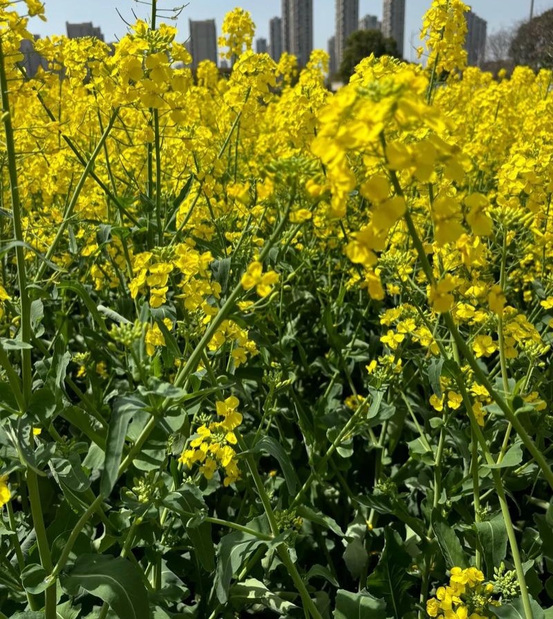陕油1309油菜种子高产高油矮杆抗病抗倒伏机收秋季播种