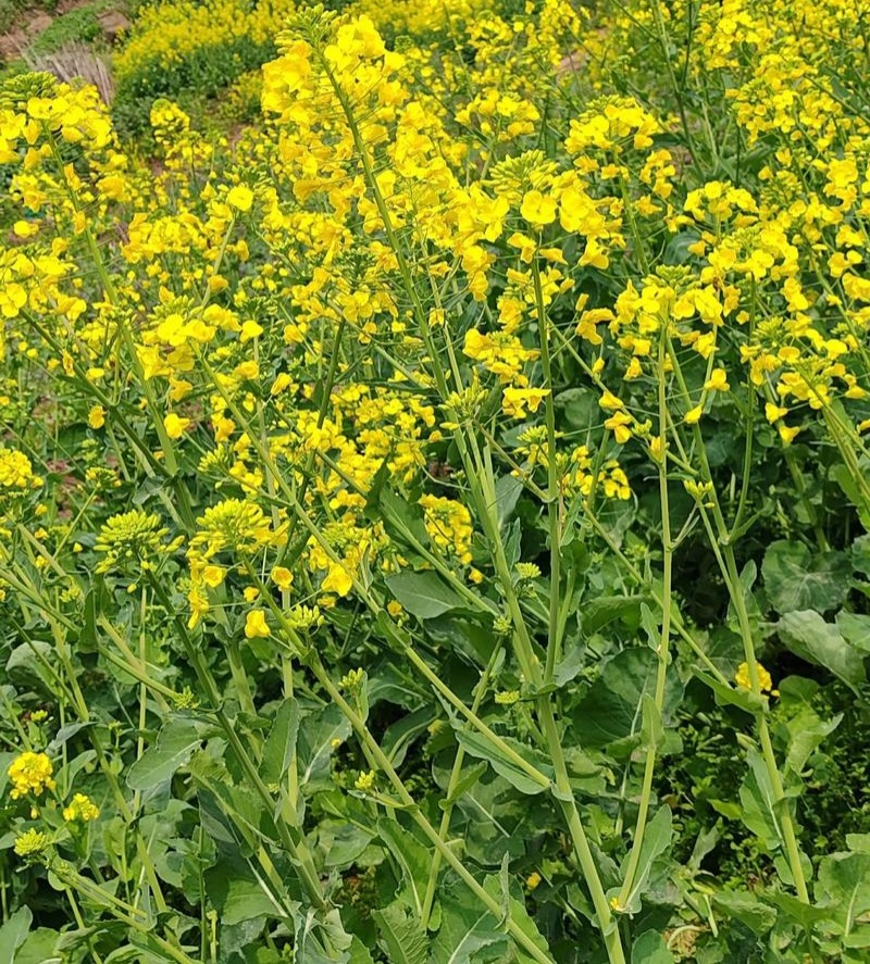 陕油1309油菜种子高产高油矮杆抗病抗倒伏机收秋季播种