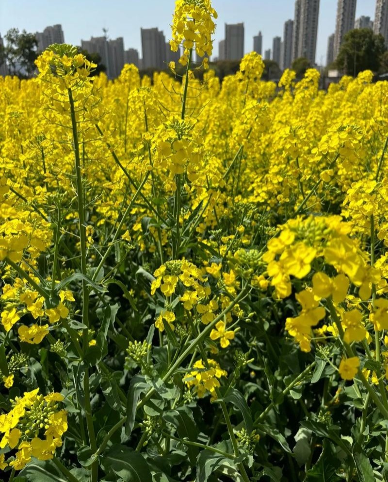 陕油1309油菜种子高产高油矮杆抗病抗倒伏机收秋季播种