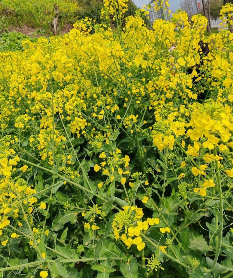 陕油1309油菜种子高产高油矮杆抗病抗倒伏机收秋季播种
