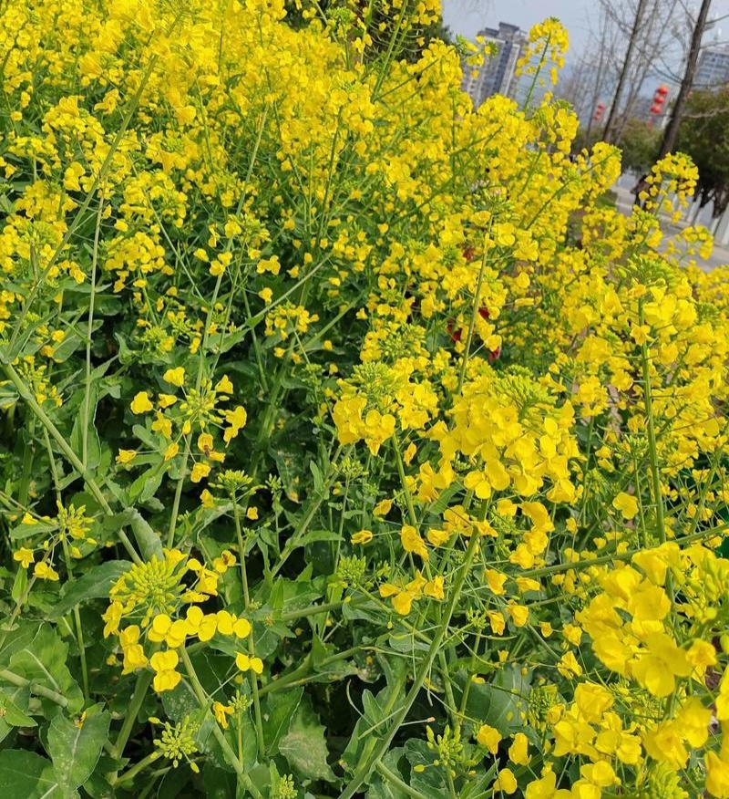 陕油1309油菜种子高产高油矮杆抗病抗倒伏机收秋季播种