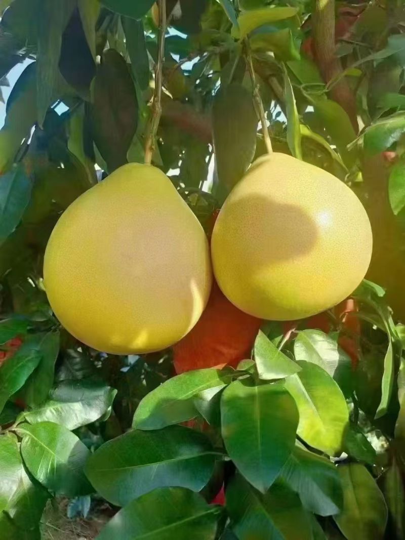 品质三红柚