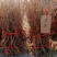 凌霄藤本凌霄爬藤植物易活凌霄苗抗寒耐旱品种凌霄树花批发