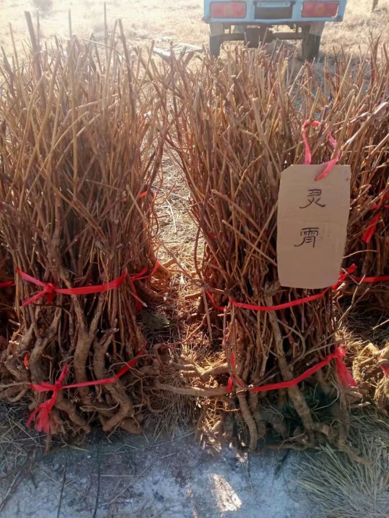 凌霄藤本凌霄爬藤植物易活凌霄苗抗寒耐旱品种凌霄树花批发