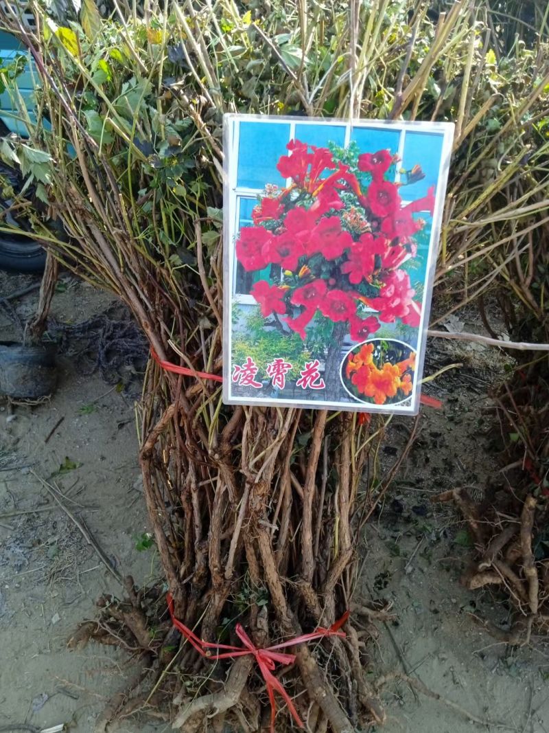凌霄藤本凌霄爬藤植物易活凌霄苗抗寒耐旱品种凌霄树花批发