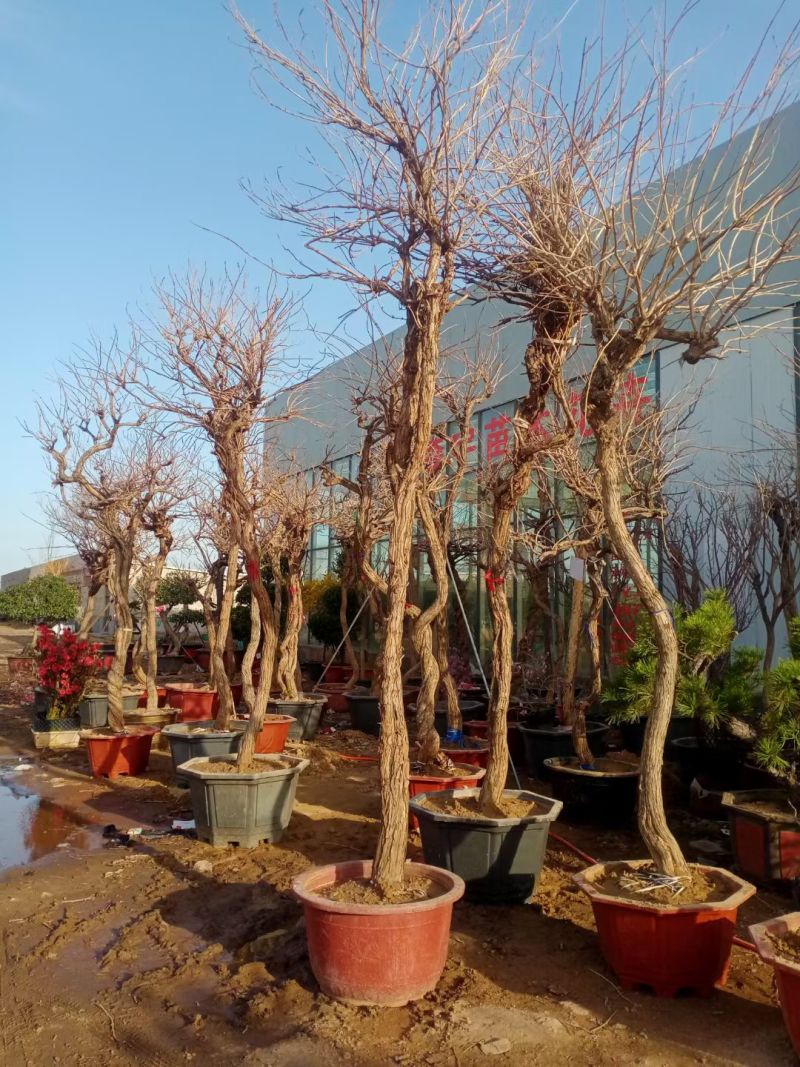凌霄藤本凌霄爬藤植物易活凌霄苗抗寒耐旱品种凌霄树花批发