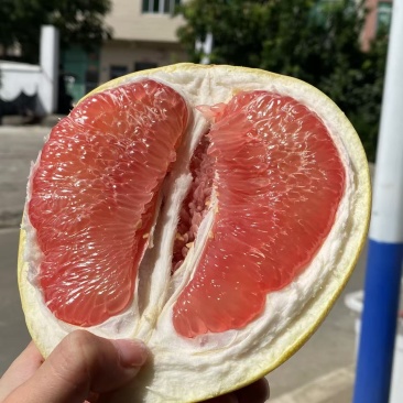 高品质红柚及三红柚