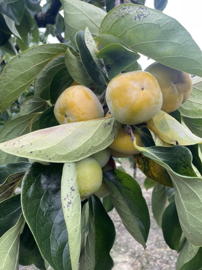 恭城脆柿，农户自家种植，种植基地，对接批发市场采购等