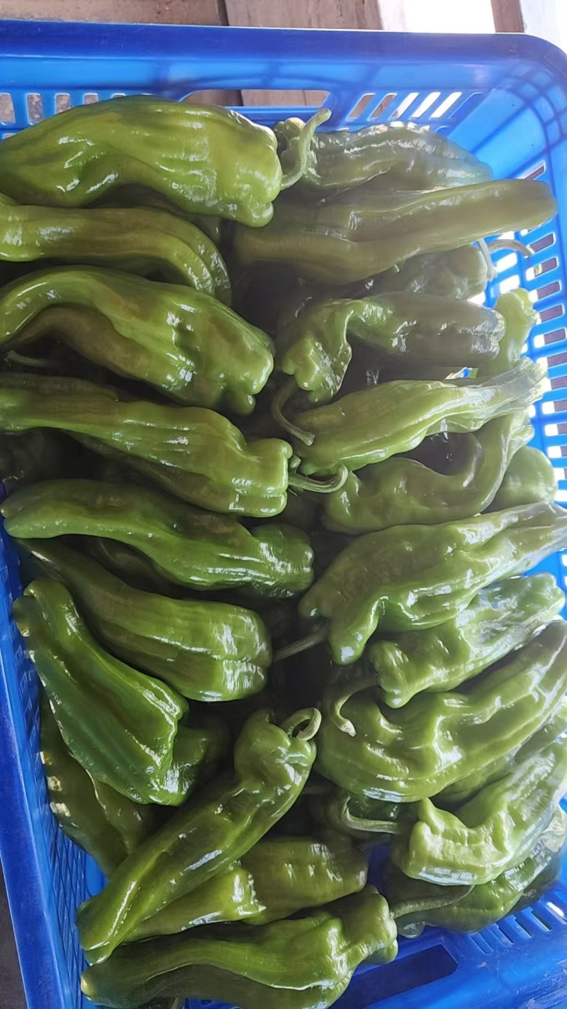 精品薄皮椒