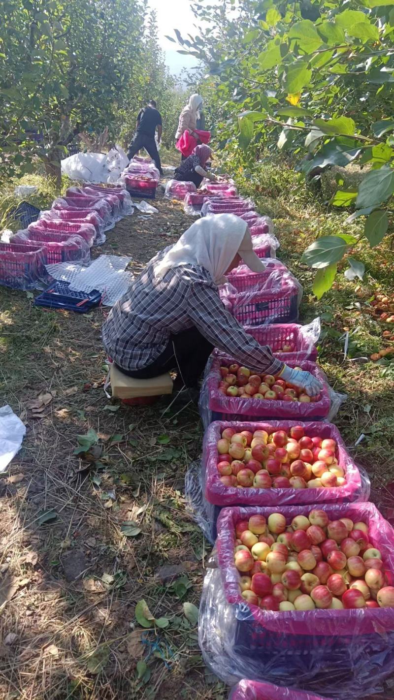 北方特产塞外香果123苹果