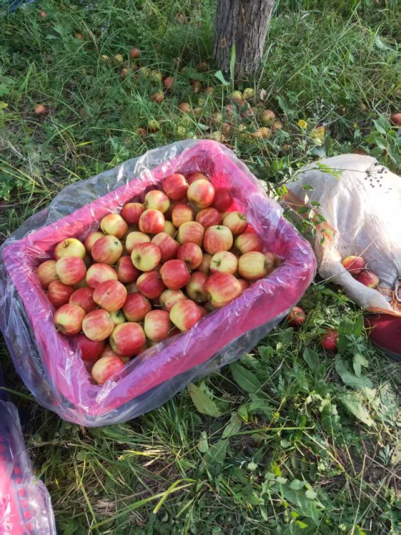 河北承德围场123苹果。