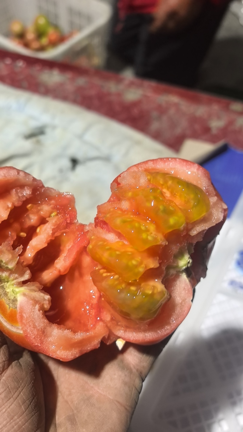 茂县菜番茄大量上市有量