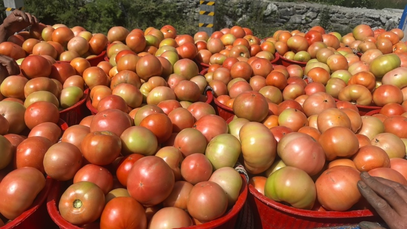 茂县菜番茄大量上市有量