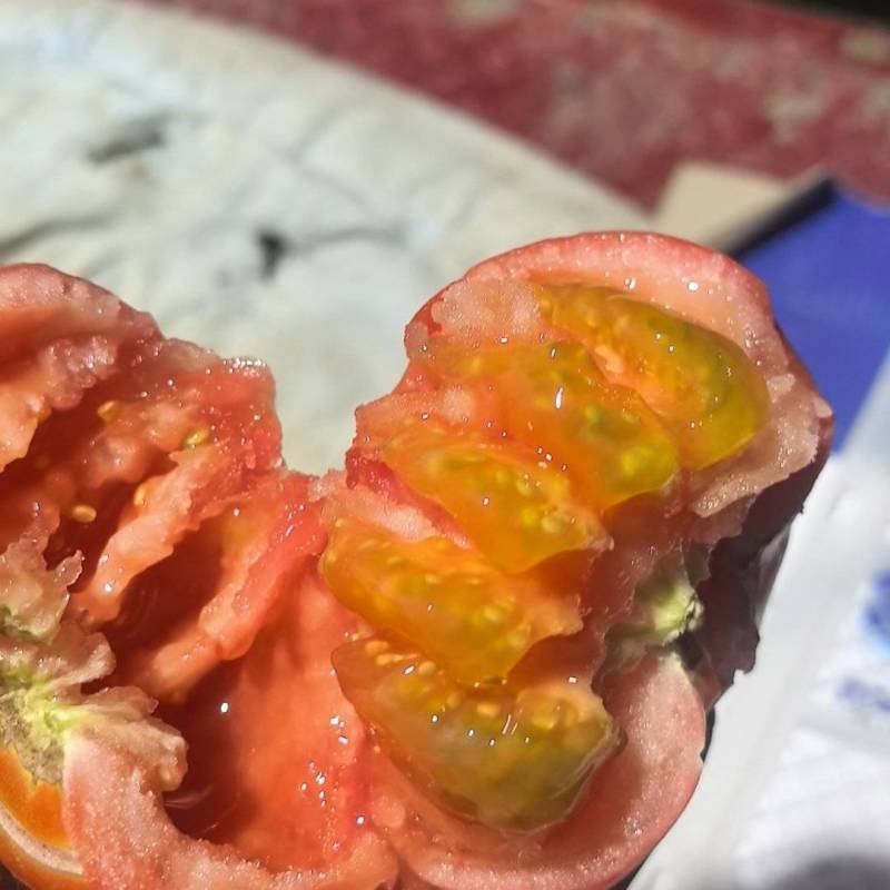 茂县菜番茄大量上市有量