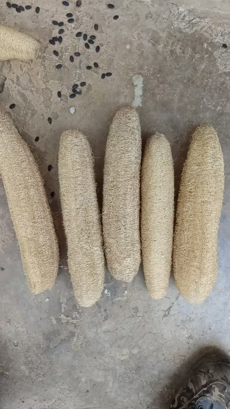 丝瓜络丝瓜瓤电商挑选货