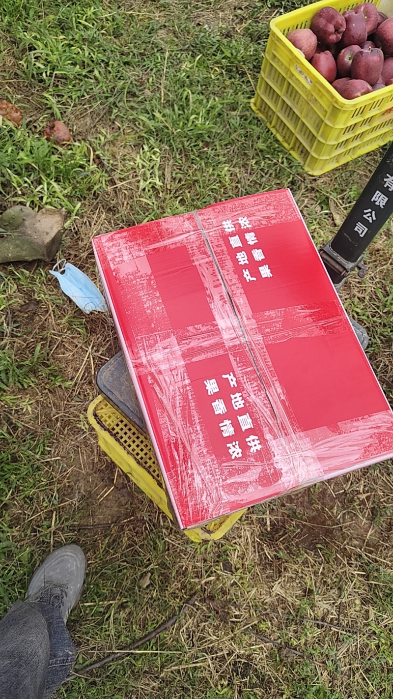 天水花牛苹果
