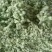 精品韭菜花一手产地货源量大质优可视频看货