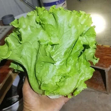 意大利生菜