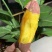 精品榴莲蜜薯大量有货