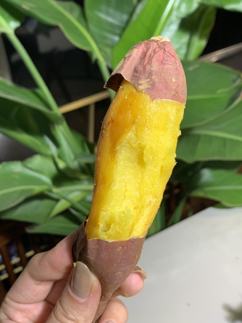 精品榴莲蜜薯大量有货