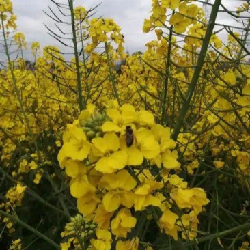 德胜油6号油菜种子三系杂交甘蓝型高产高油油菜种籽