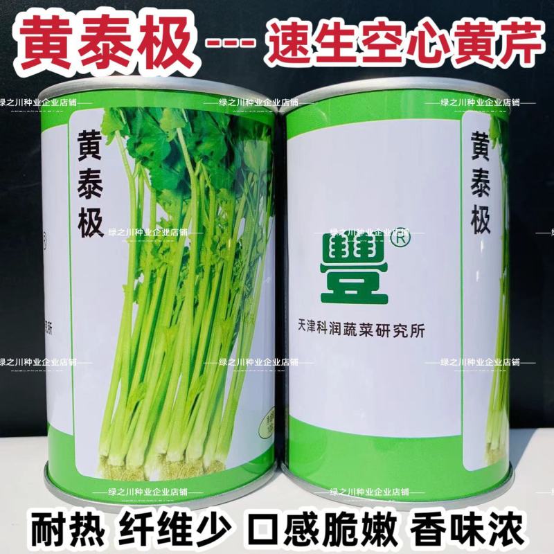 天津科润黄泰极空心芹菜种子早熟空心黄芹种子速生耐热抗病