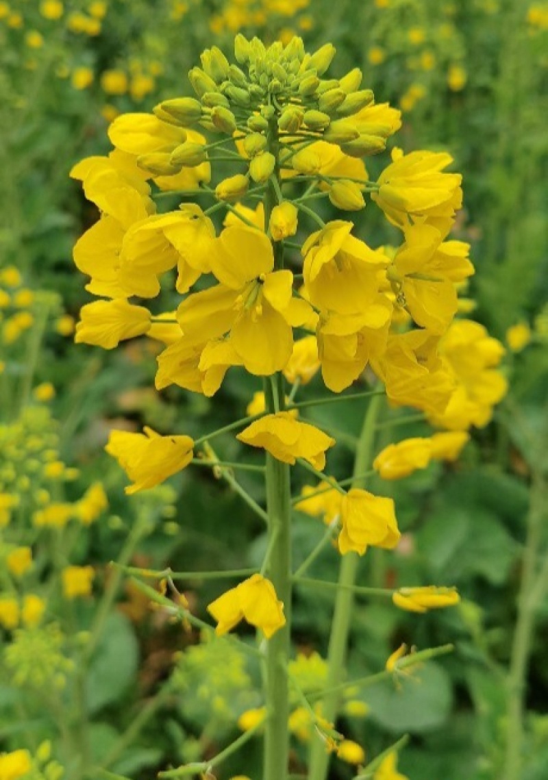 德胜油6号油菜种子三系杂交甘蓝型高产高油油菜种籽
