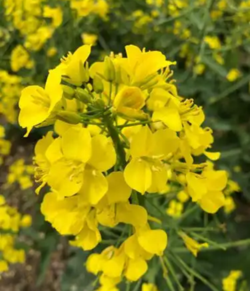 德胜油6号油菜种子三系杂交甘蓝型高产高油油菜种籽