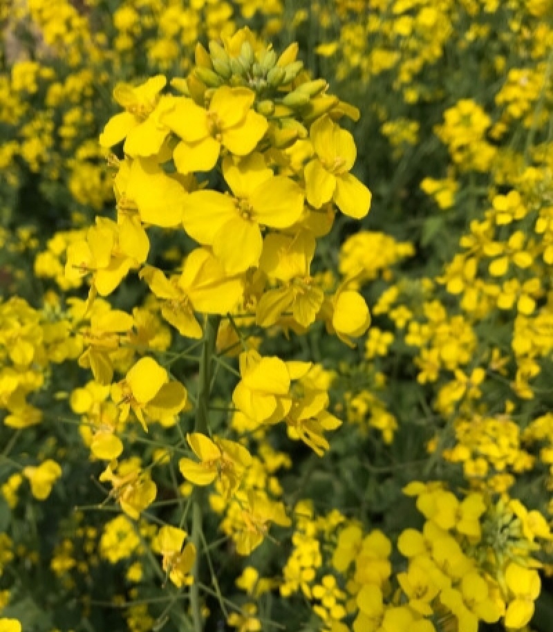 德胜油6号油菜种子三系杂交甘蓝型高产高油油菜种籽