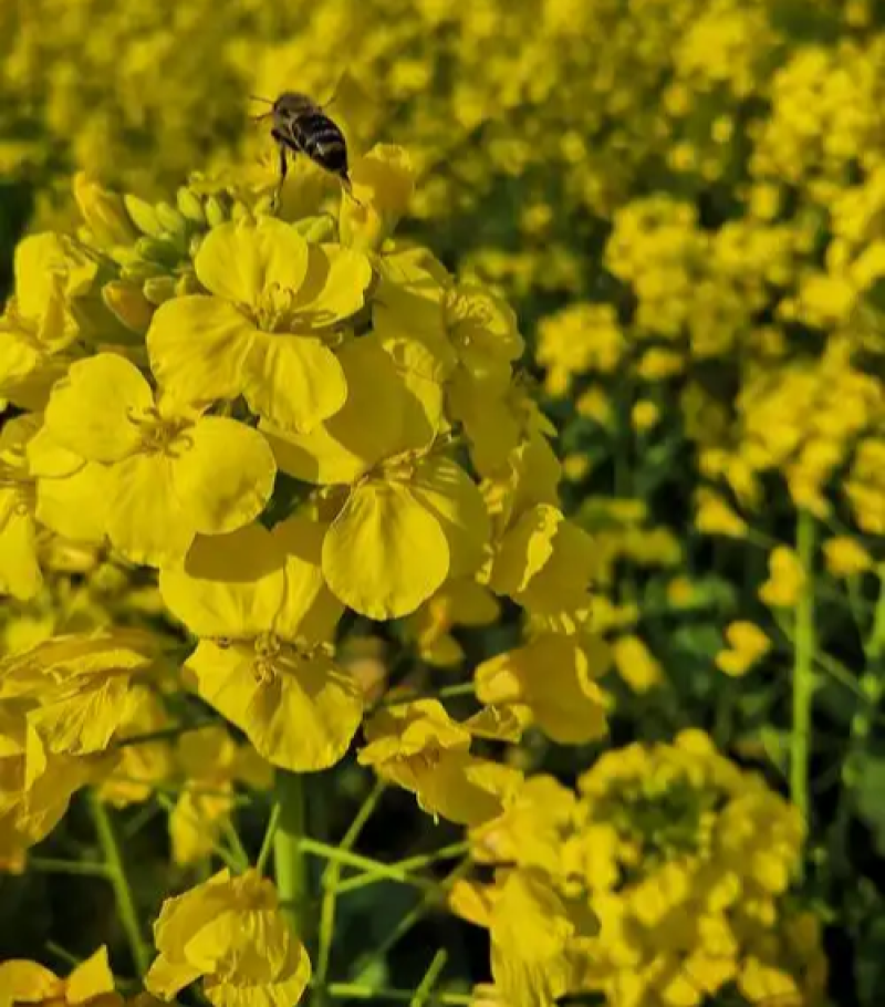 德胜油6号油菜种子三系杂交甘蓝型高产高油油菜种籽