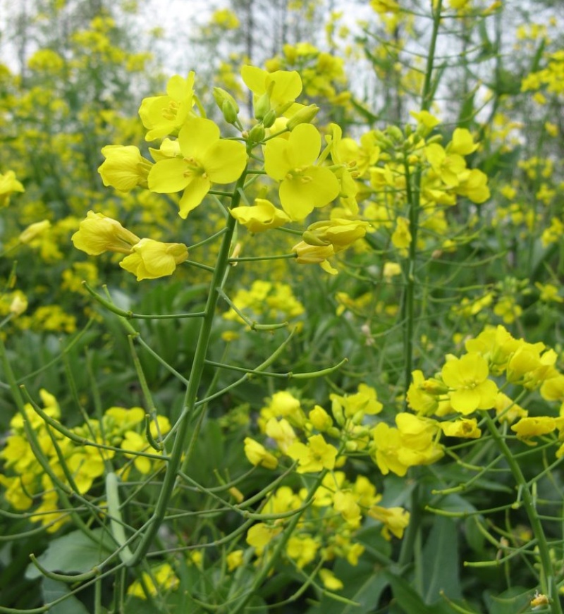 德胜油6号油菜种子三系杂交甘蓝型高产高油油菜种籽