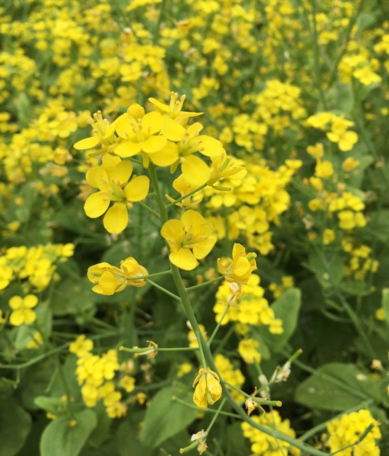 德胜油6号油菜种子三系杂交甘蓝型高产高油油菜种籽