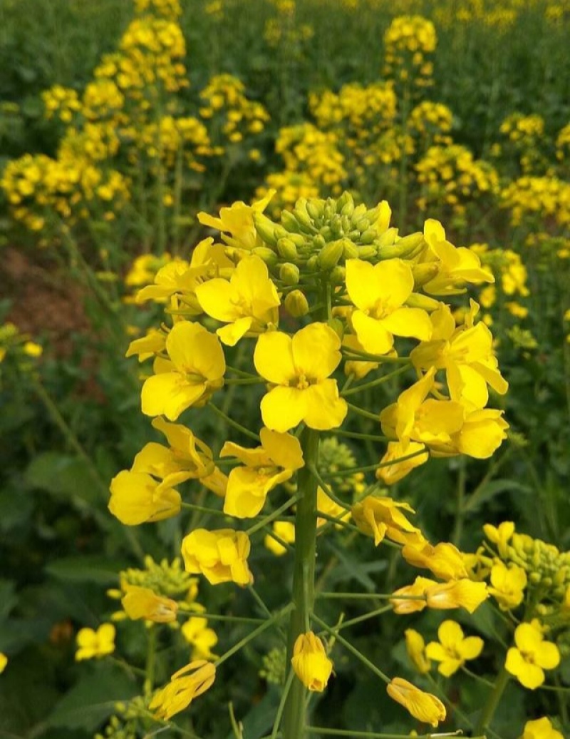 德胜油6号油菜种子三系杂交甘蓝型高产高油油菜种籽