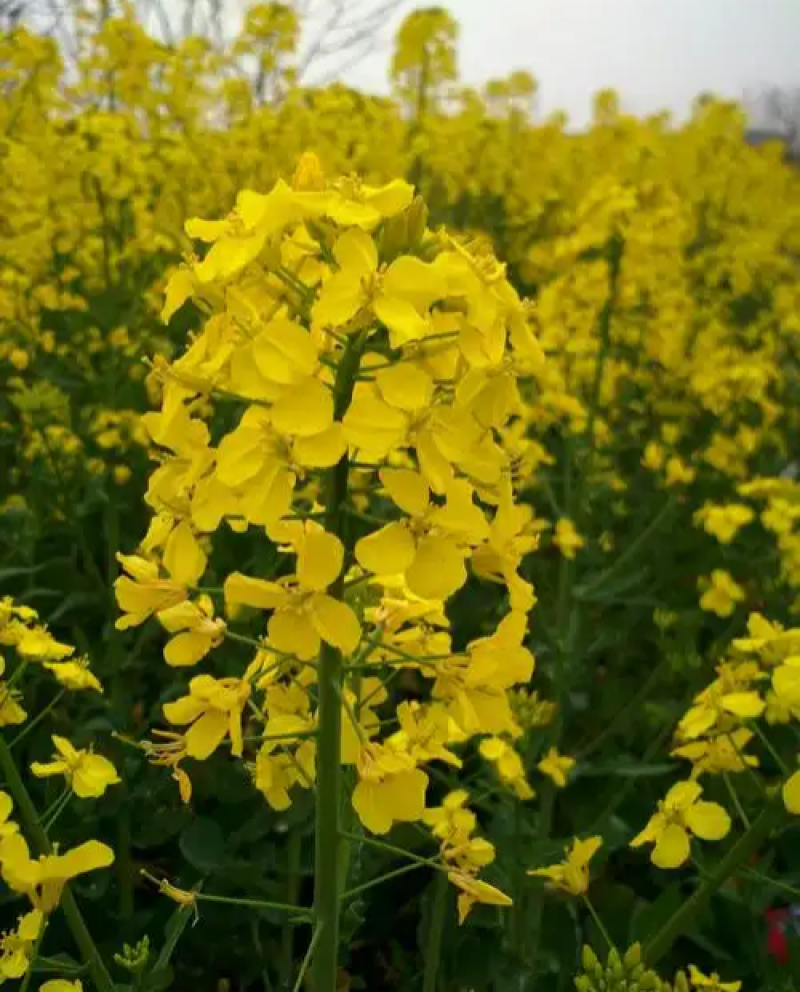 德胜油6号油菜种子三系杂交甘蓝型高产高油油菜种籽