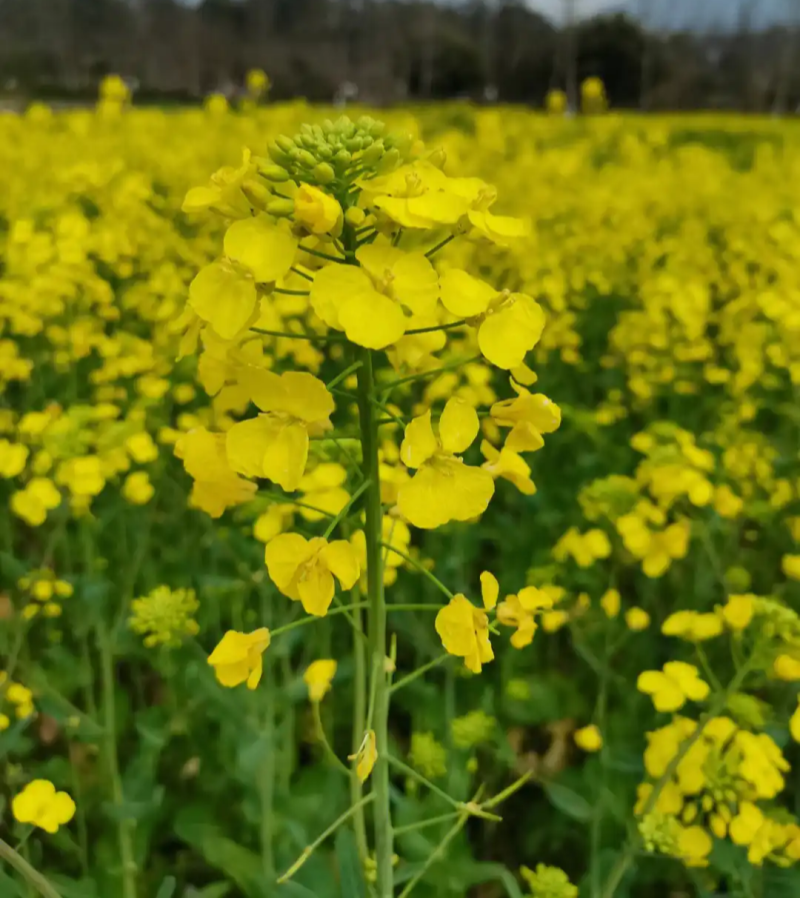 德胜油6号油菜种子三系杂交甘蓝型高产高油油菜种籽